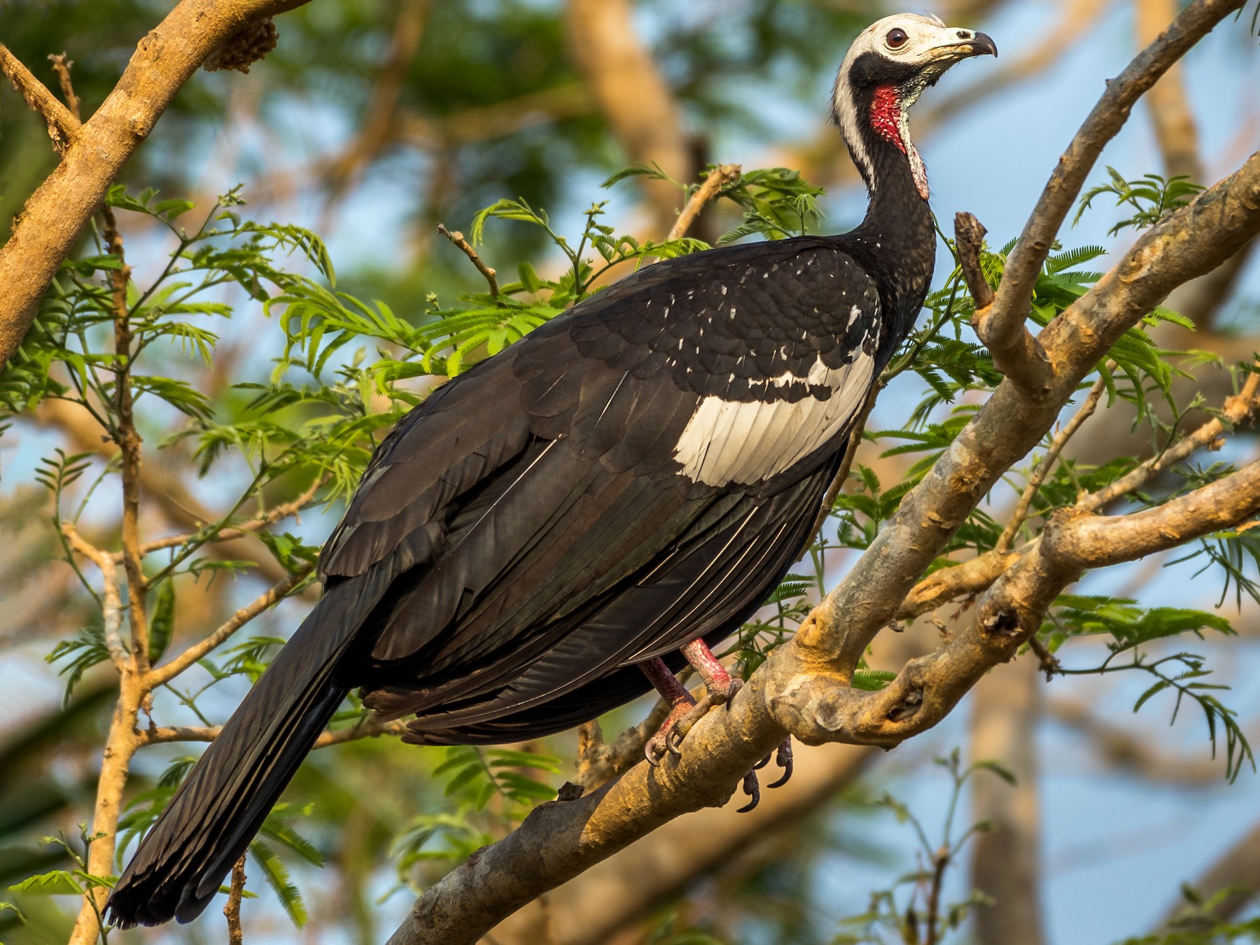 Red-throated Piping-Guan - Michael Plaster