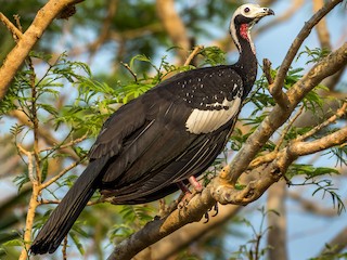  - Red-throated Piping-Guan