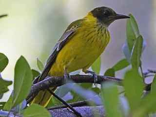 Молодая птица - Nigel Voaden - ML183432441