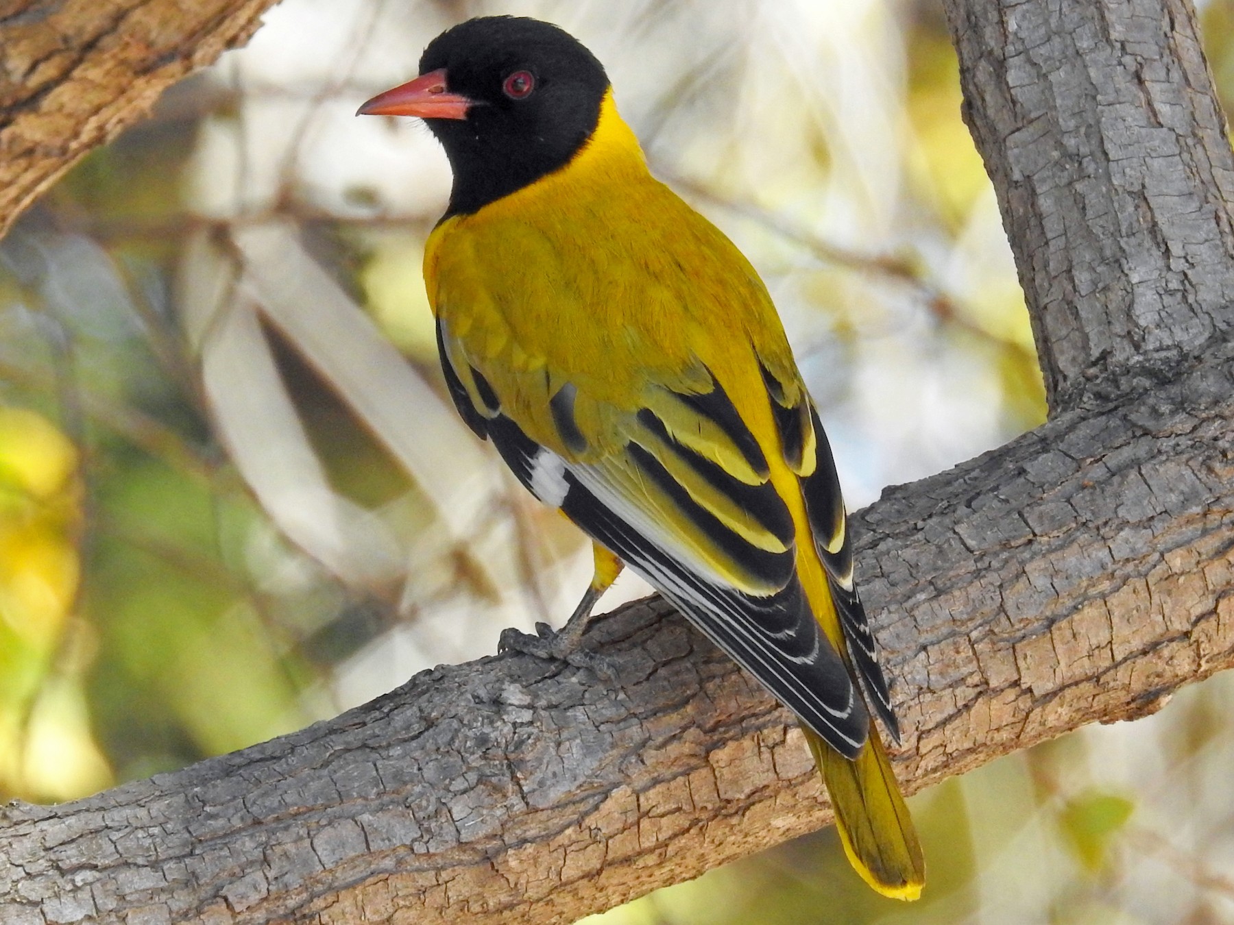 African Blackheaded Oriole eBird