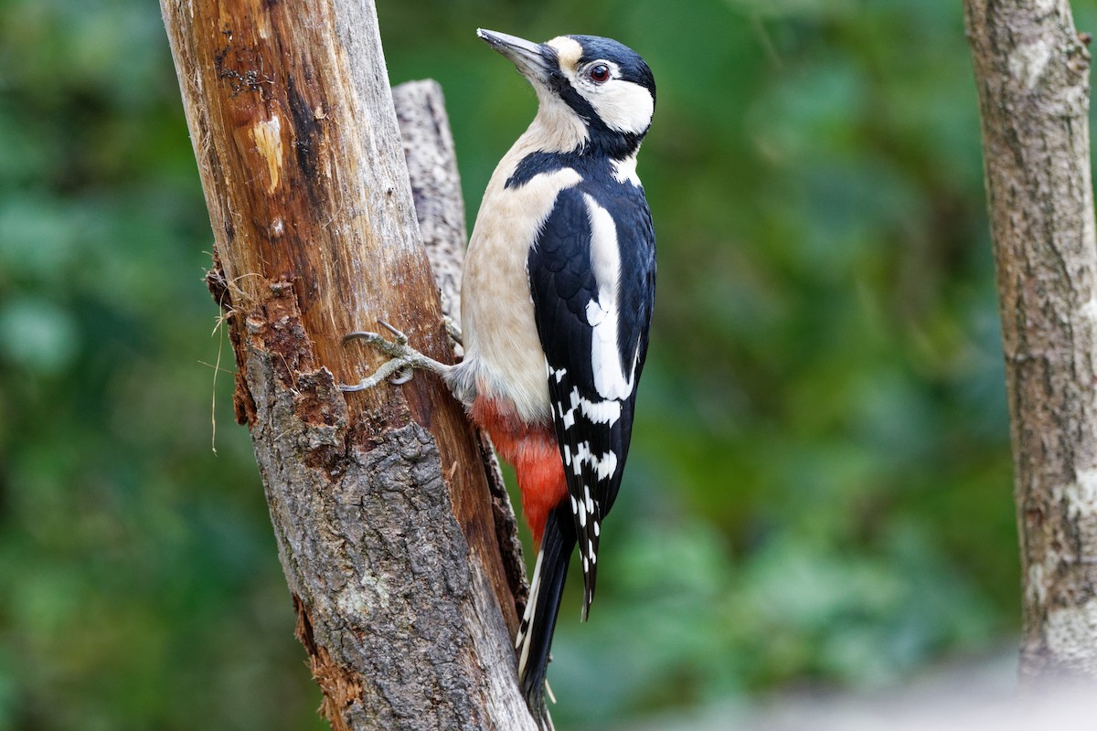 Great Spotted Woodpecker - Andrew Jarwick