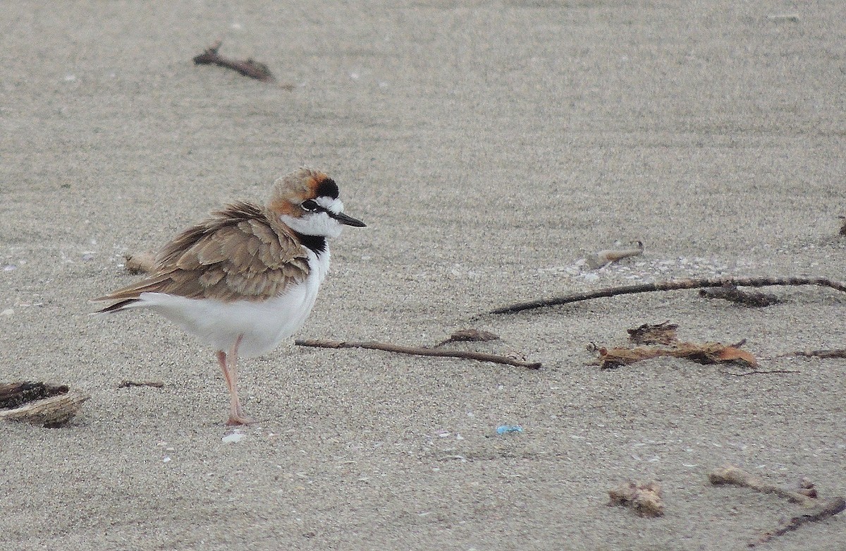 Collared Plover - ML183433451