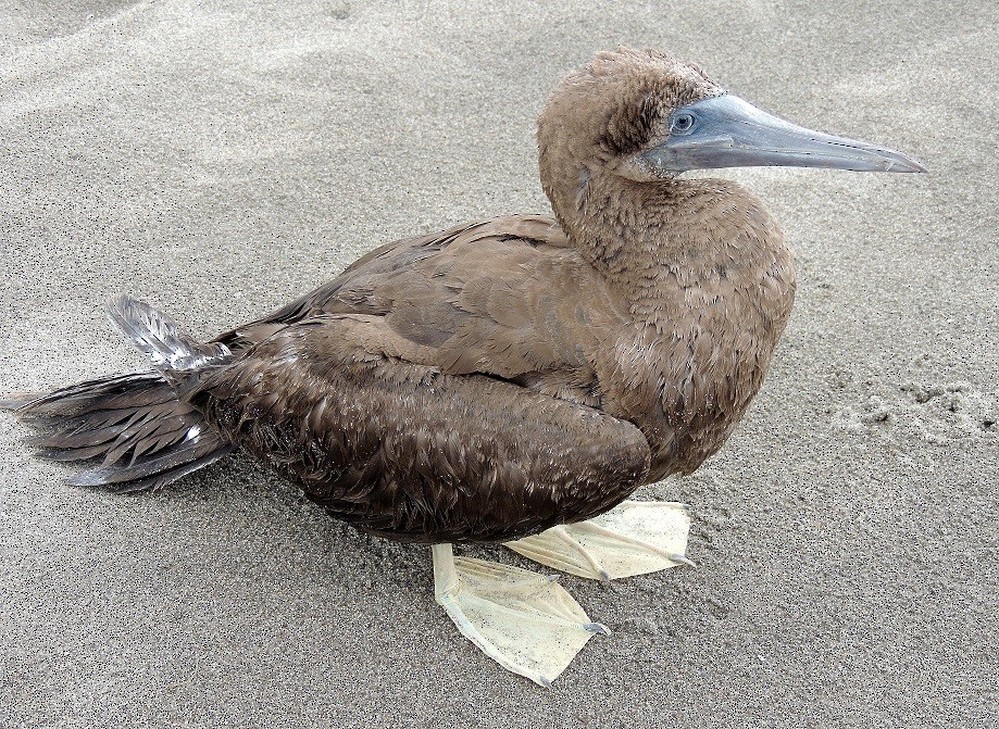 Brown Booby - ML183433701
