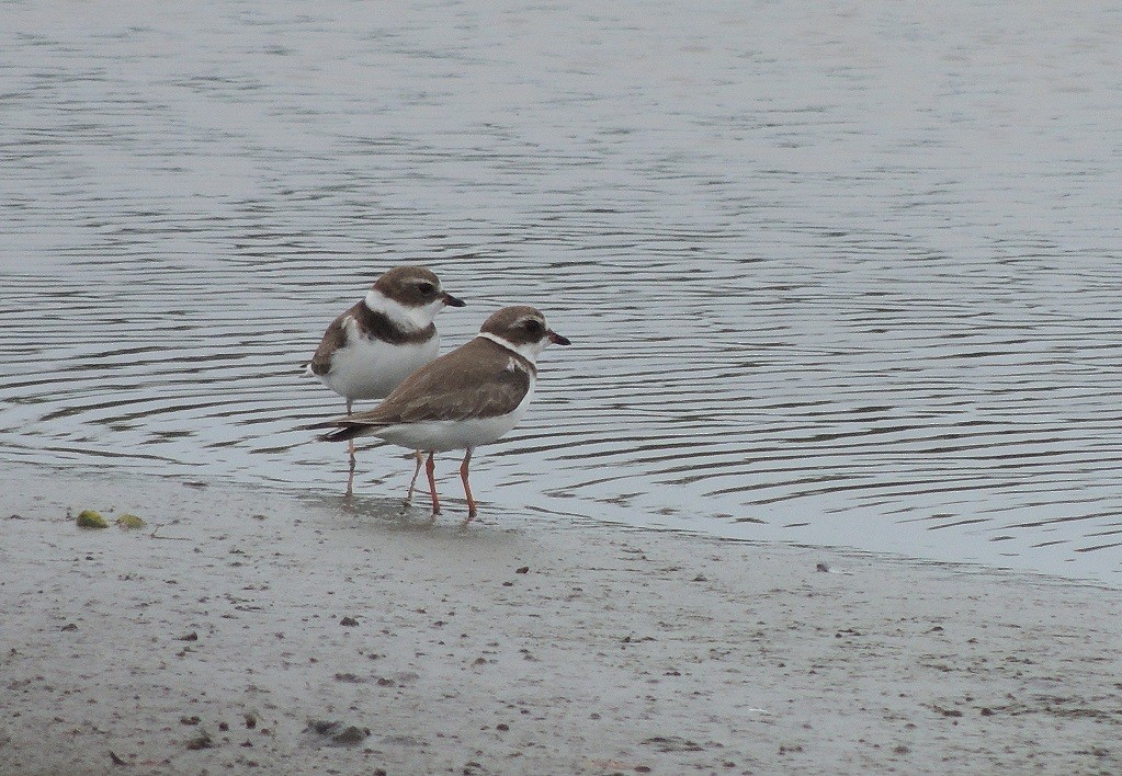 Semipalmated Plover - ML183436121