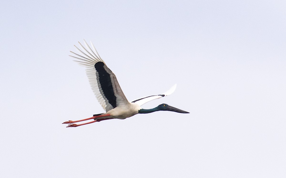 Black-necked Stork - James Kennerley