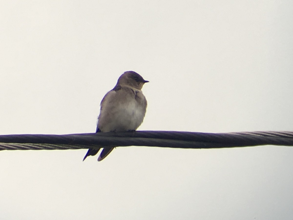 Northern Rough-winged Swallow - ML183437021