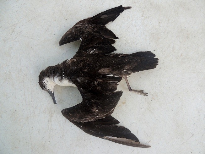 black-and-white shearwater sp. - ML183437701