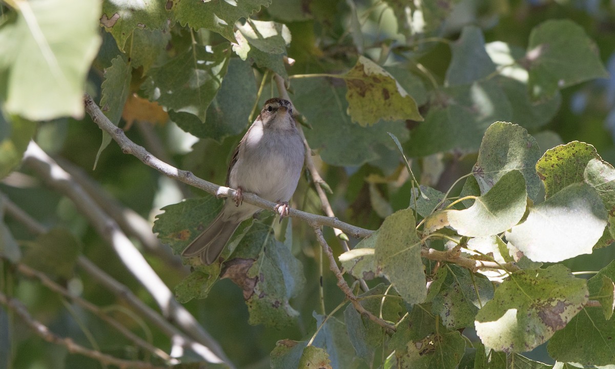 Chipping Sparrow - Steve Kelling