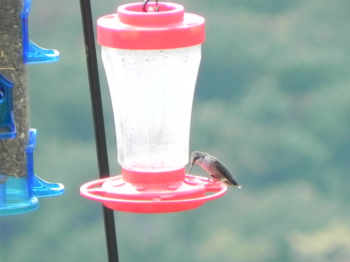 Ruby-throated Hummingbird - ML183440561