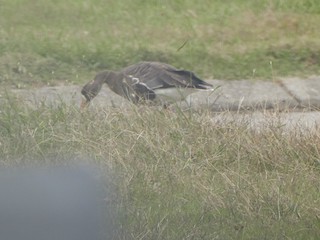 Greater White-fronted Goose, ML183441171