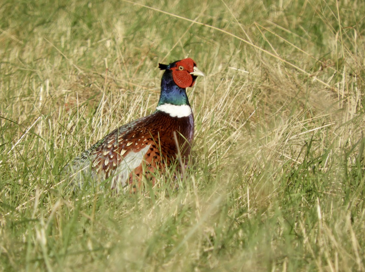 Ring-necked Pheasant - Eunice Thein