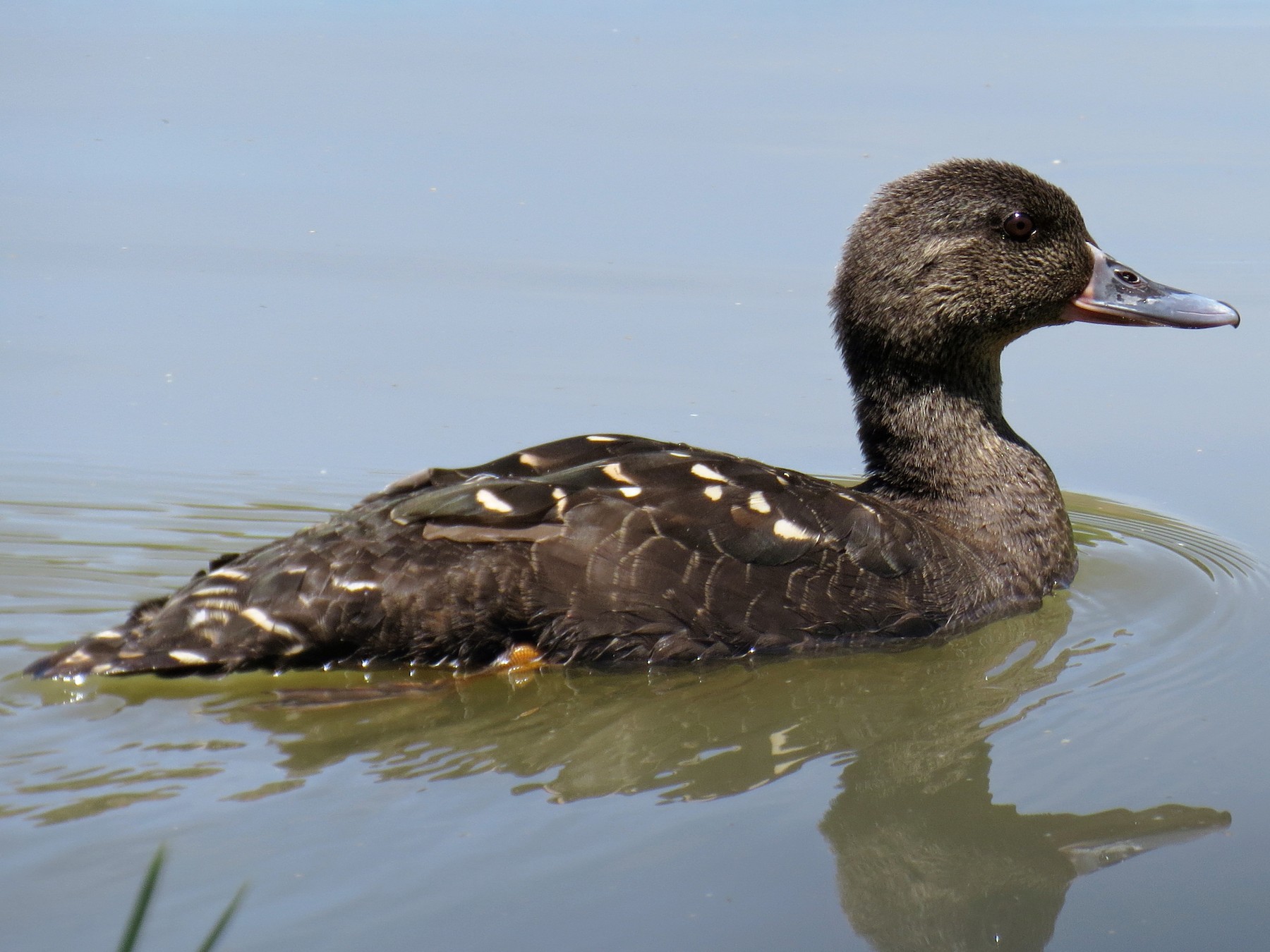 African Black Duck - Ann Truesdale