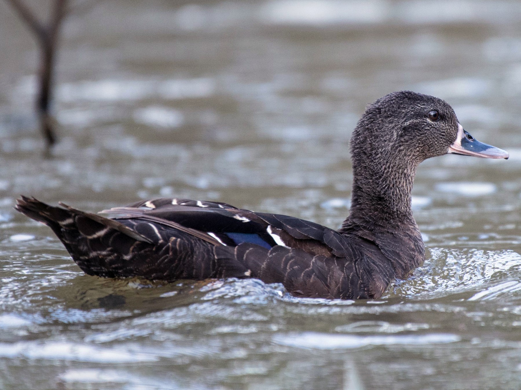 African Black Duck - Simon Carter