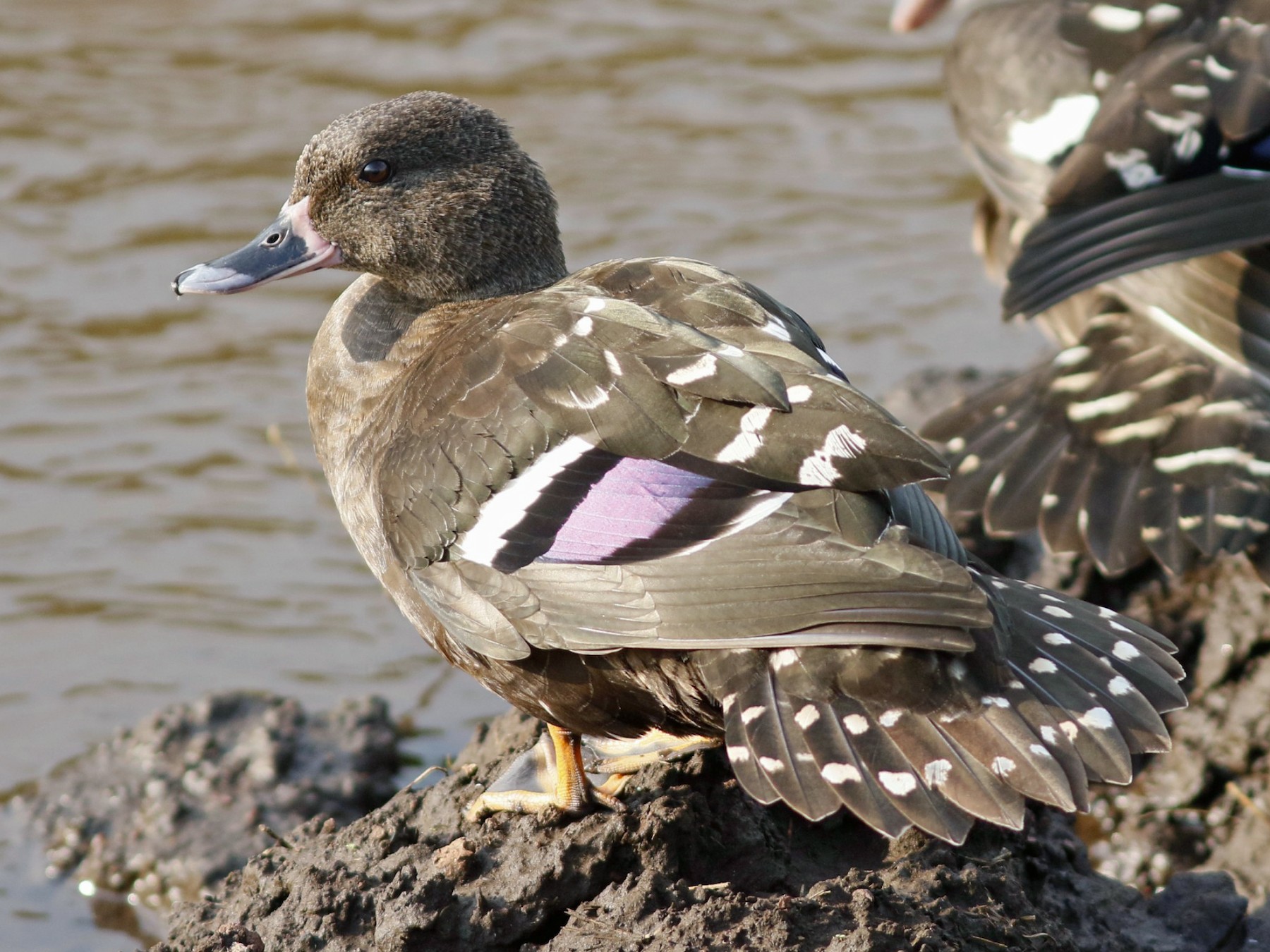 African Black Duck eBird