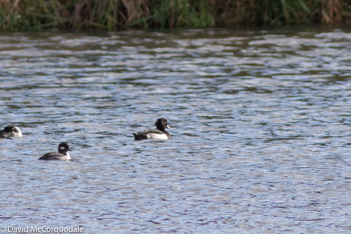 Tufted Duck - ML183445181