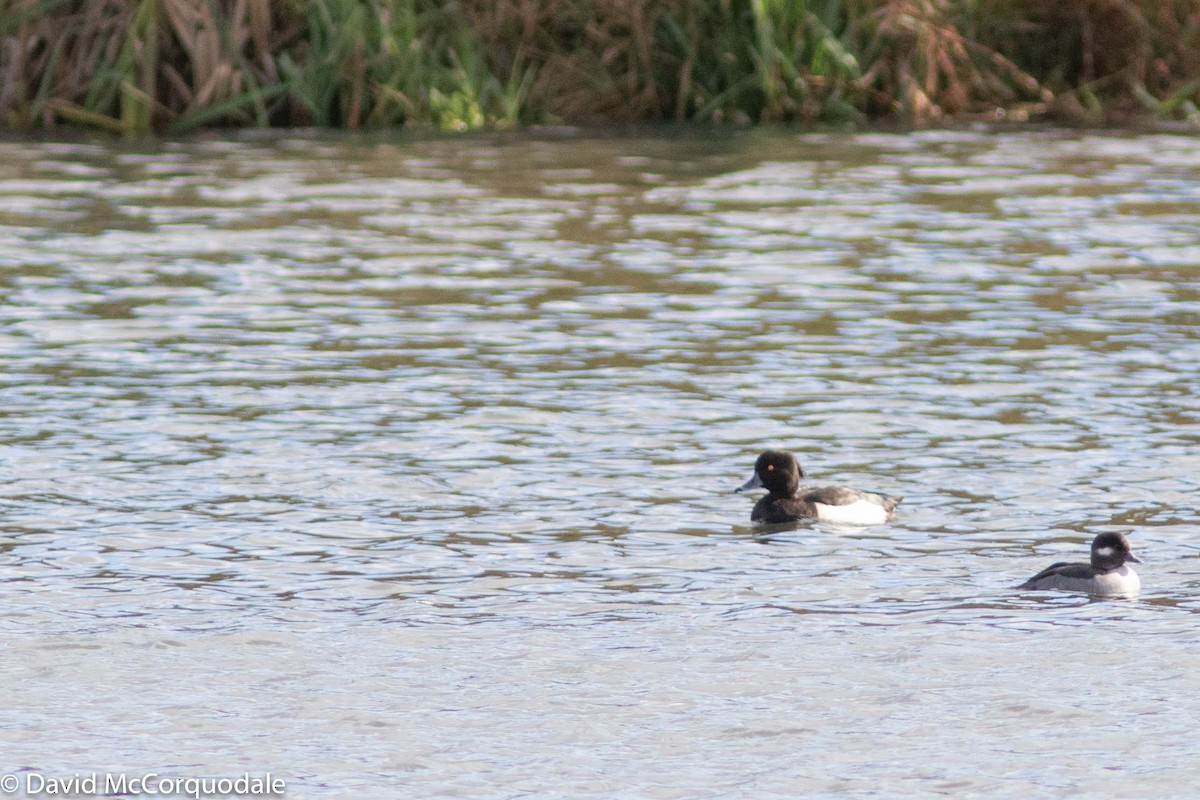 Tufted Duck - ML183445201
