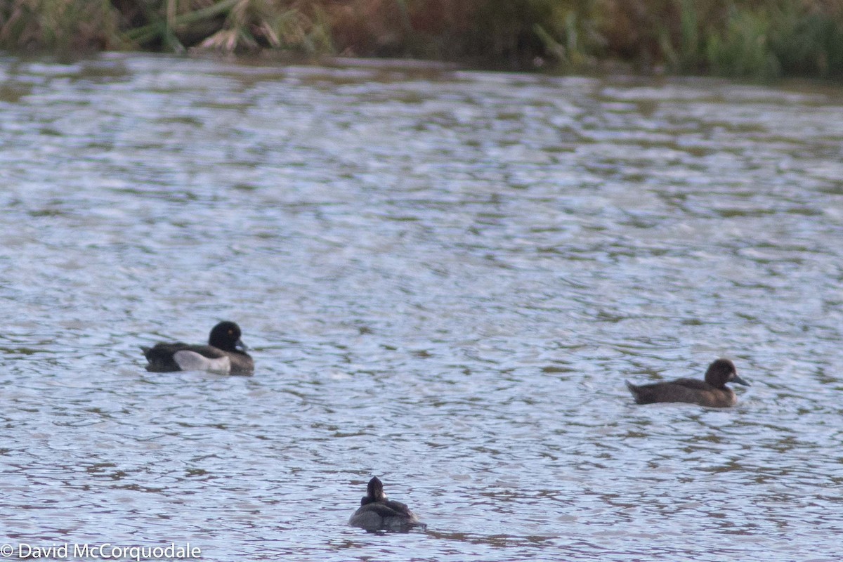 Tufted Duck - ML183445211
