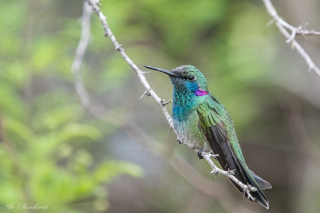 Colibri à ventre blanc - eBird