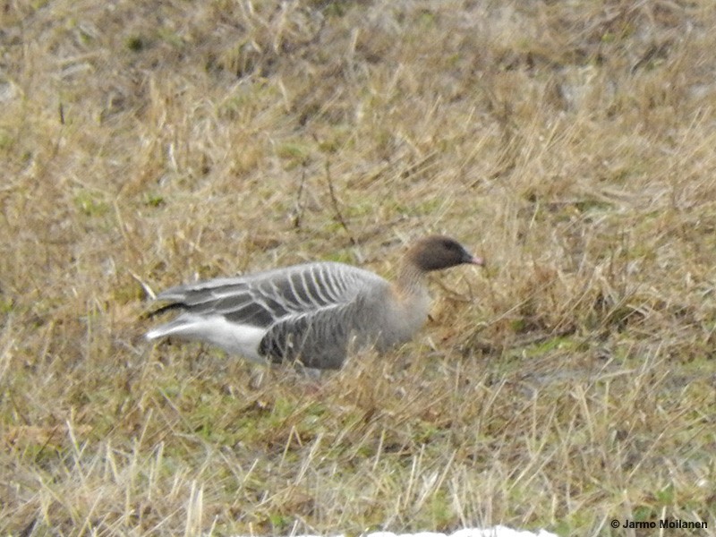 Pink-footed Goose - Jarmo Moilanen