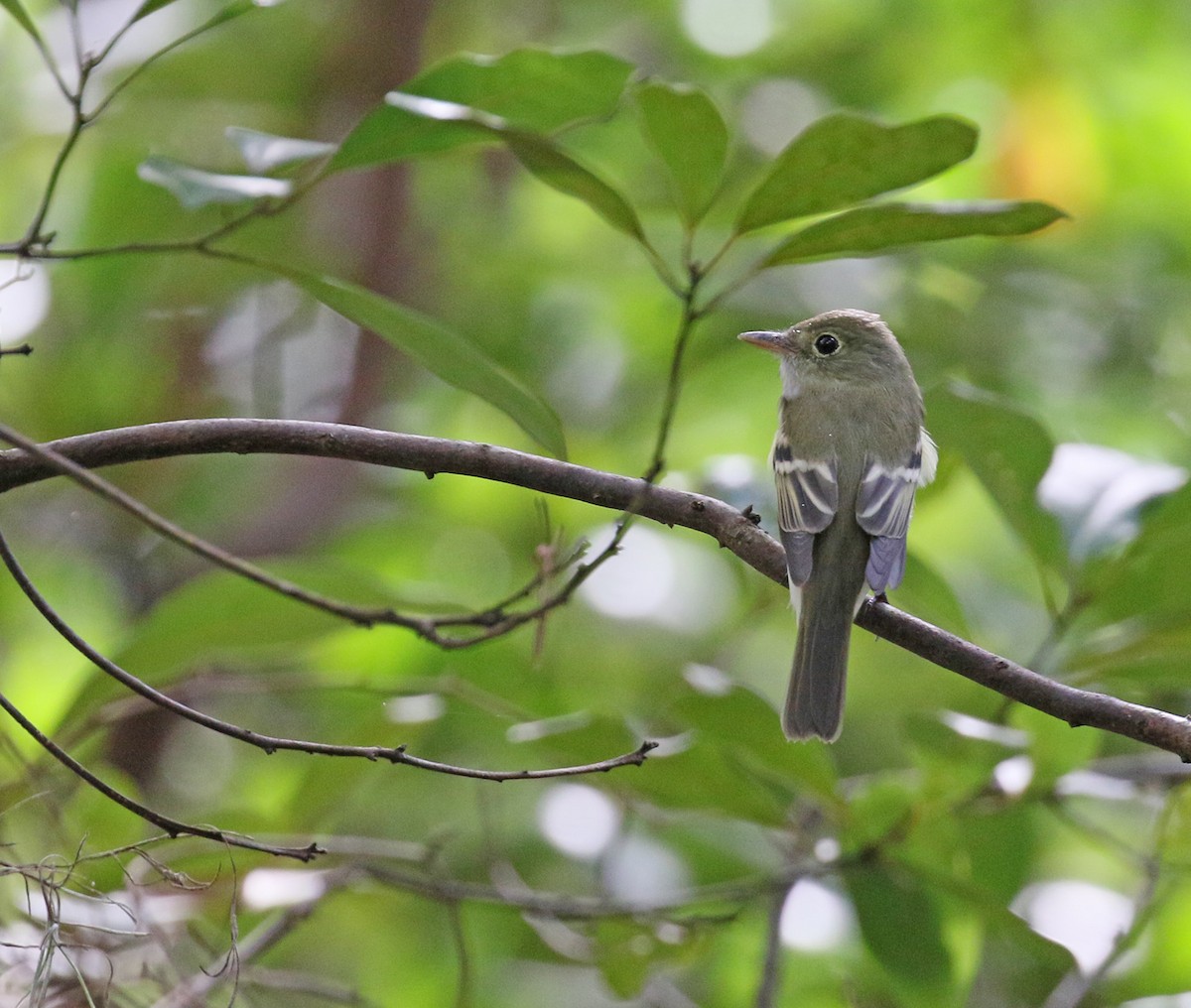 Least Flycatcher - Kathryn Young