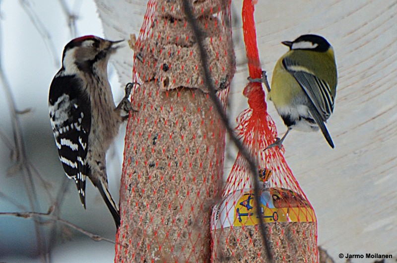 Lesser Spotted Woodpecker - Jarmo Moilanen