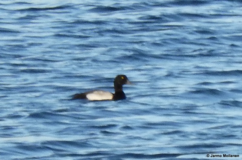 Greater Scaup - ML183454971