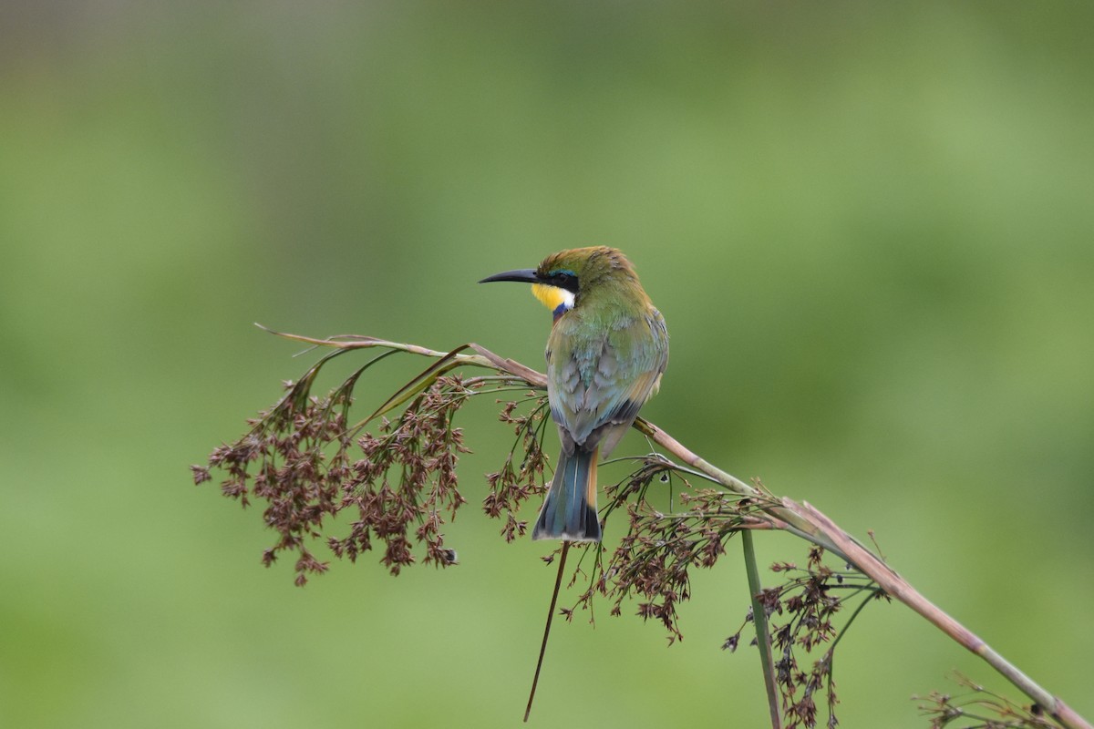 Blue-breasted Bee-eater - ML183455821