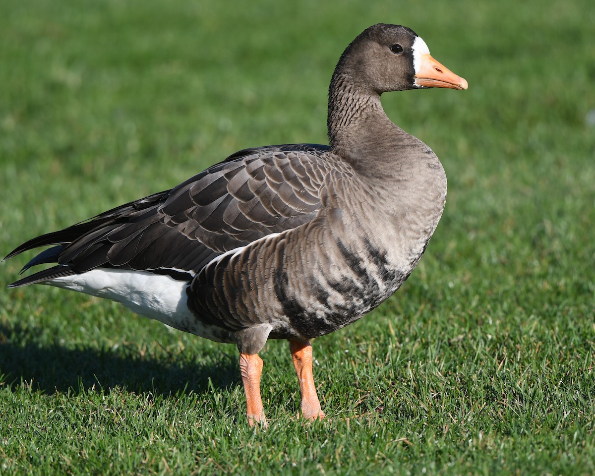 Greater White-fronted Goose - ML183459681