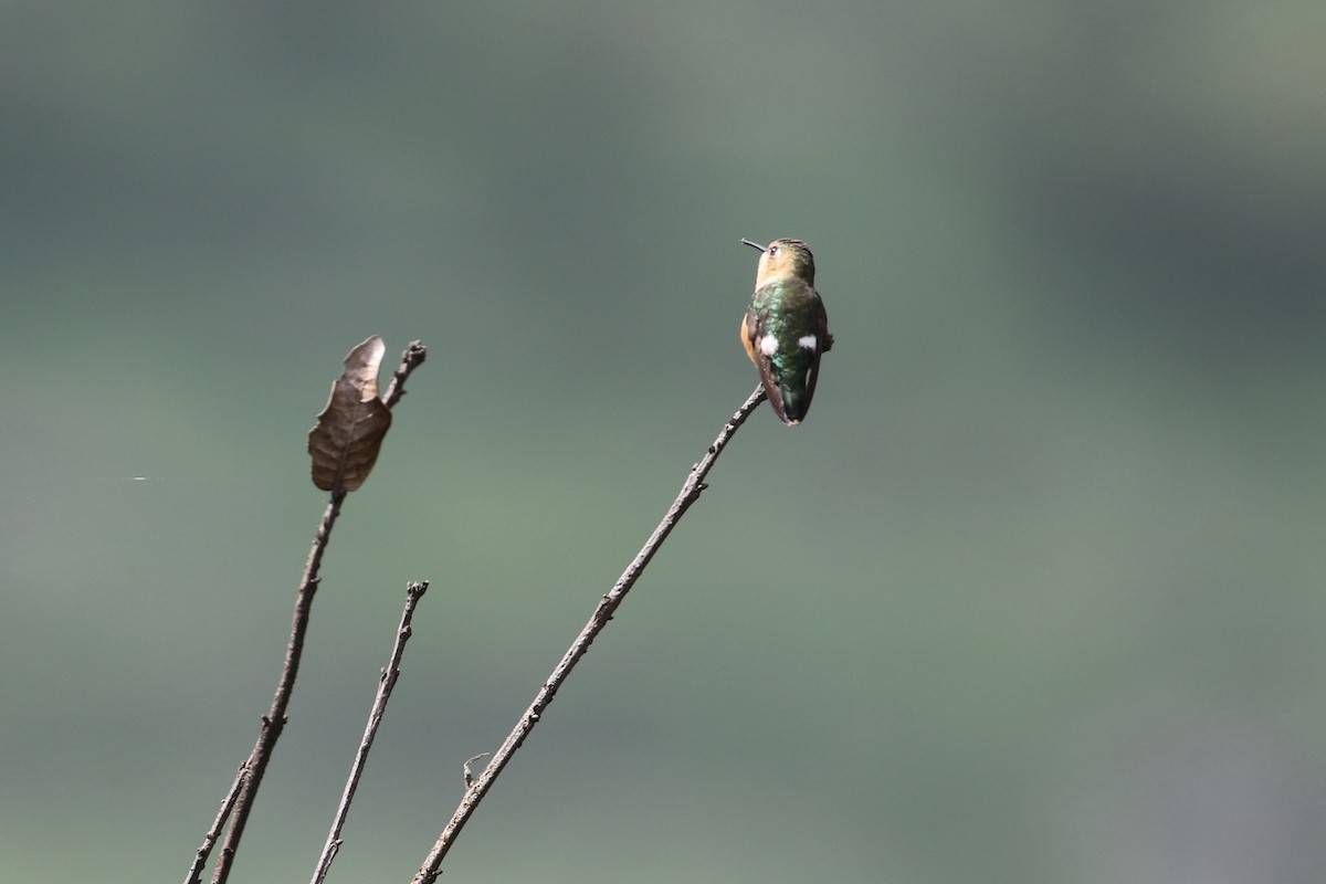 Sparkling-tailed Hummingbird - ML183460051