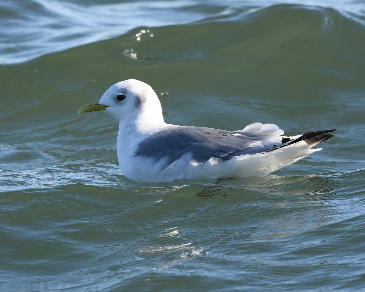 Mouette tridactyle - ML183466201