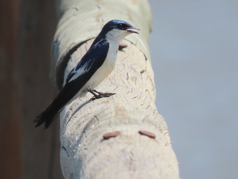 White-winged Swallow - ML183467041
