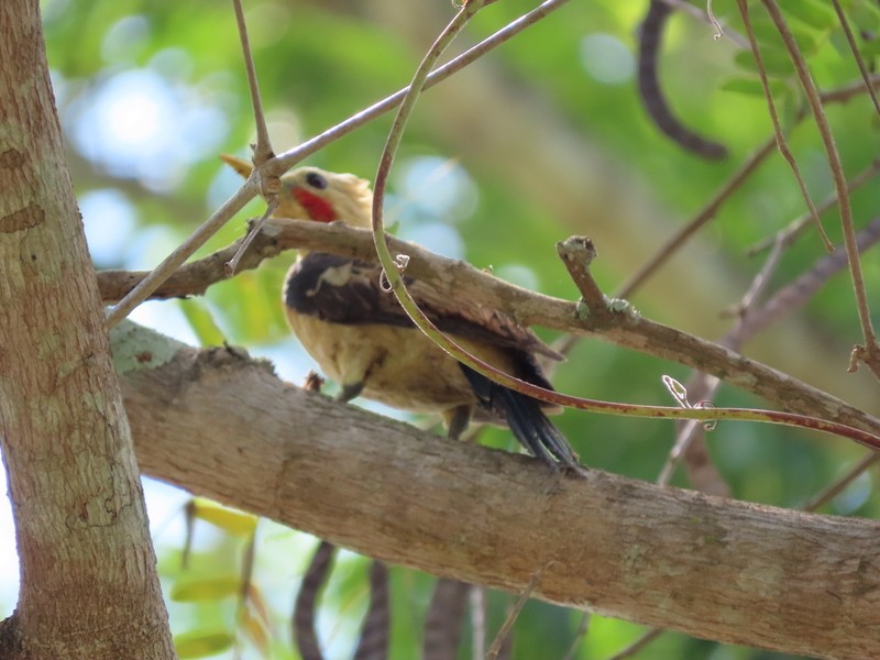 Cream-colored Woodpecker - ML183467091
