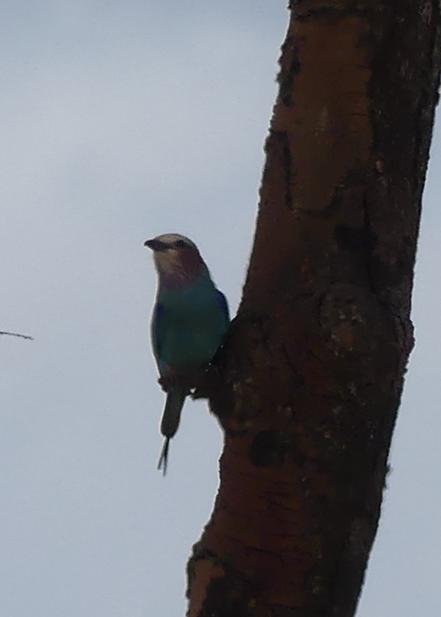 Lilac-breasted Roller - ML183470561