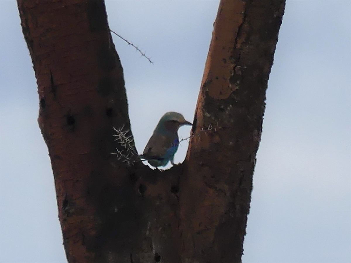 Lilac-breasted Roller - ML183470591