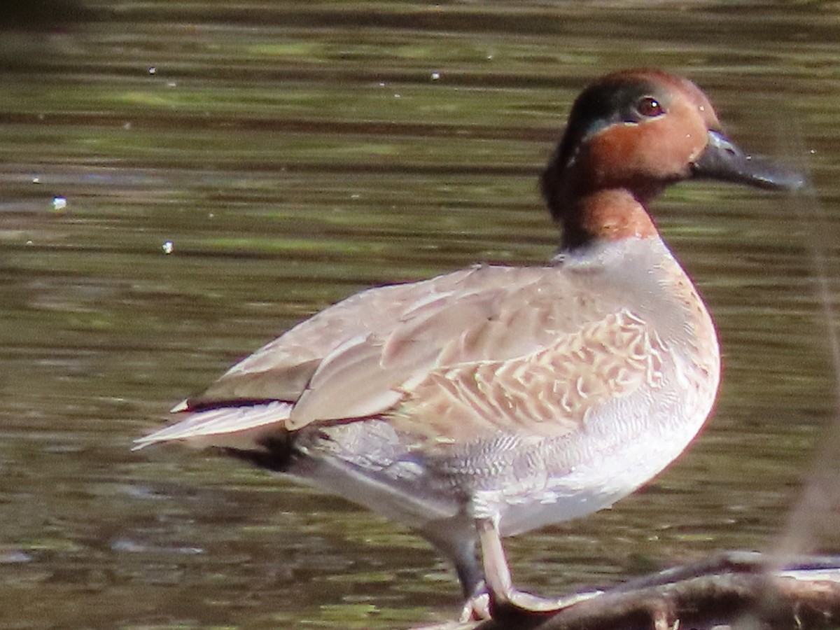 Green-winged Teal - ML183471051