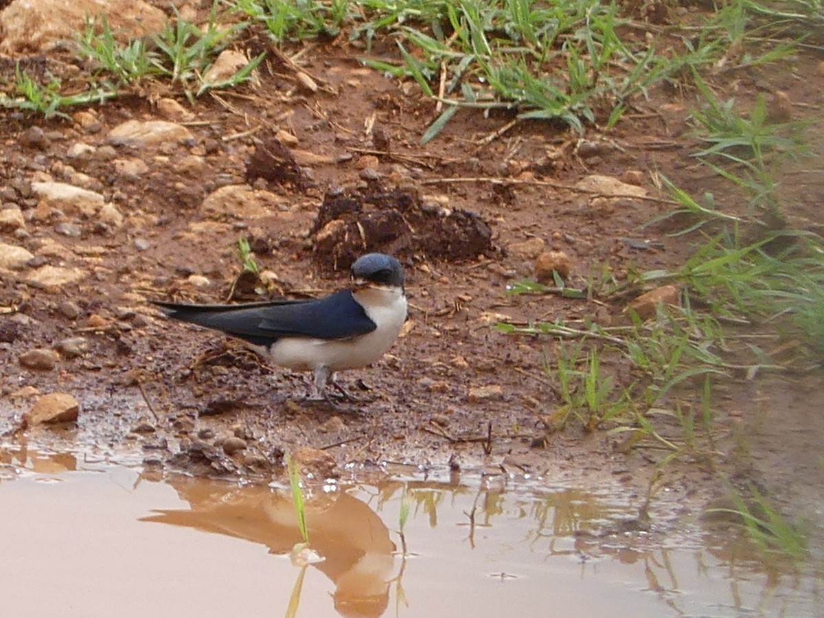 White-tailed Swallow - Robin Duska