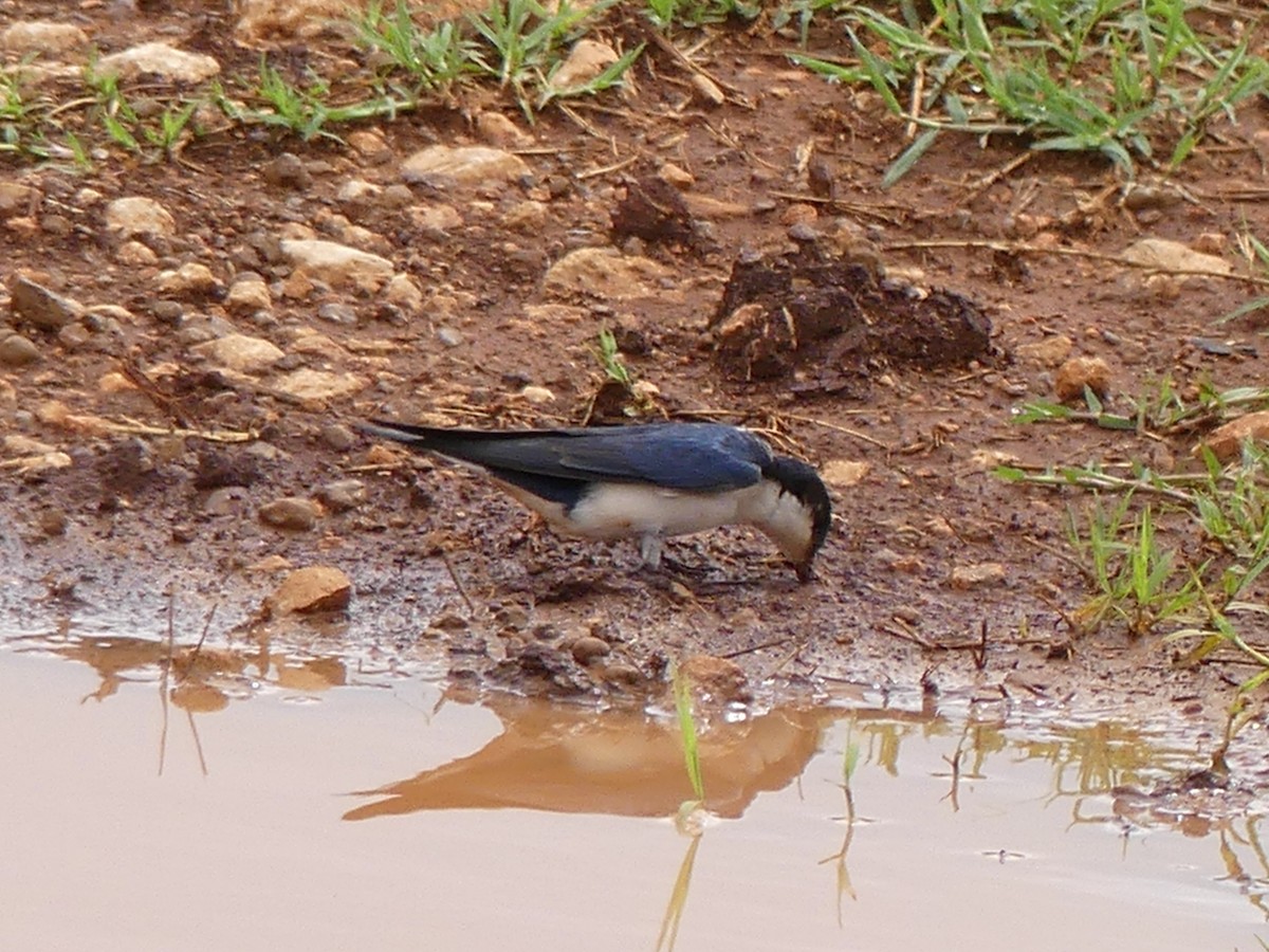 White-tailed Swallow - ML183471271