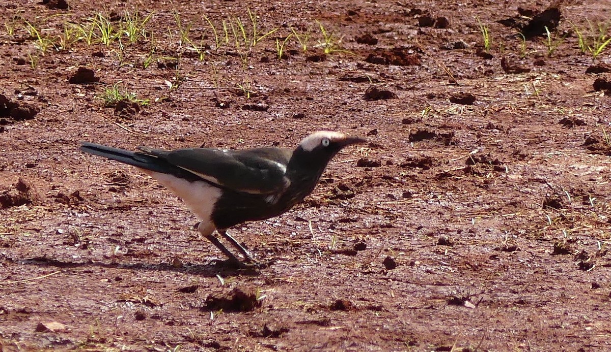 White-crowned Starling - ML183471821