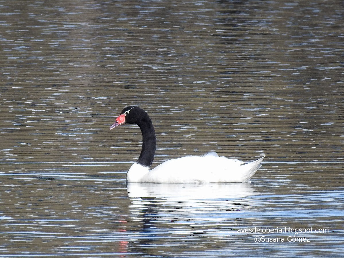 Black-necked Swan - ML183473481