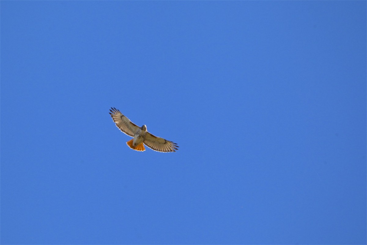 Red-tailed Hawk - Vickie Baily