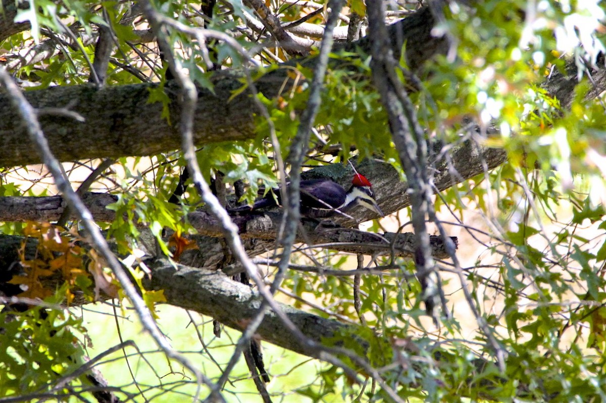 Pileated Woodpecker - ML183474181