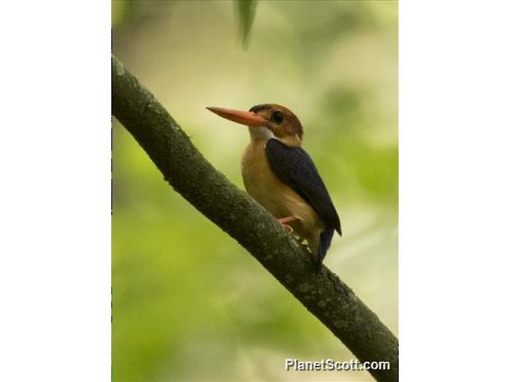 African Dwarf Kingfisher - ML183474211