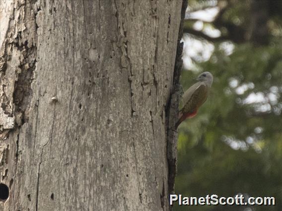 African Gray Woodpecker - ML183474531