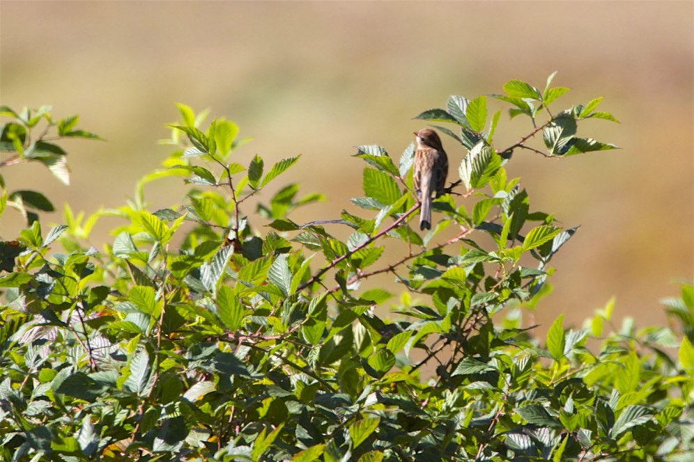 Field Sparrow - ML183474861