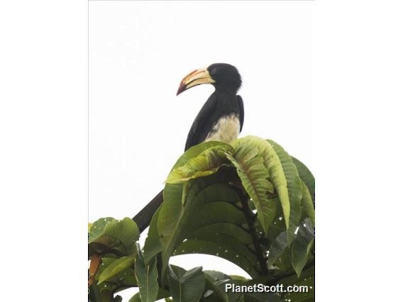 Congo Pied Hornbill - Scott Bowers