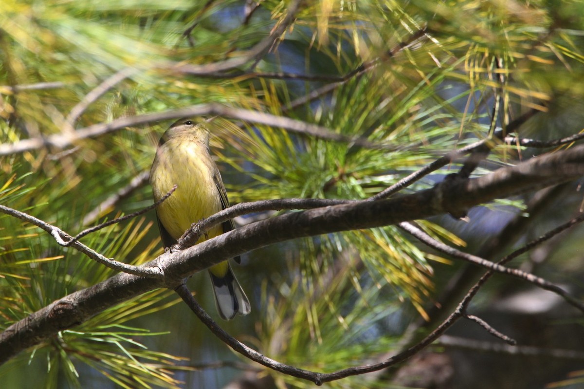 Palm Warbler - Vickie Baily