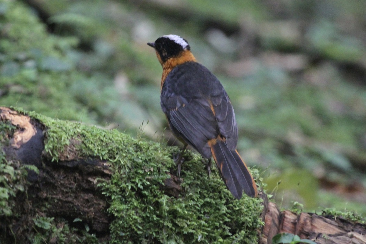Snowy-crowned Robin-Chat - ML183477691
