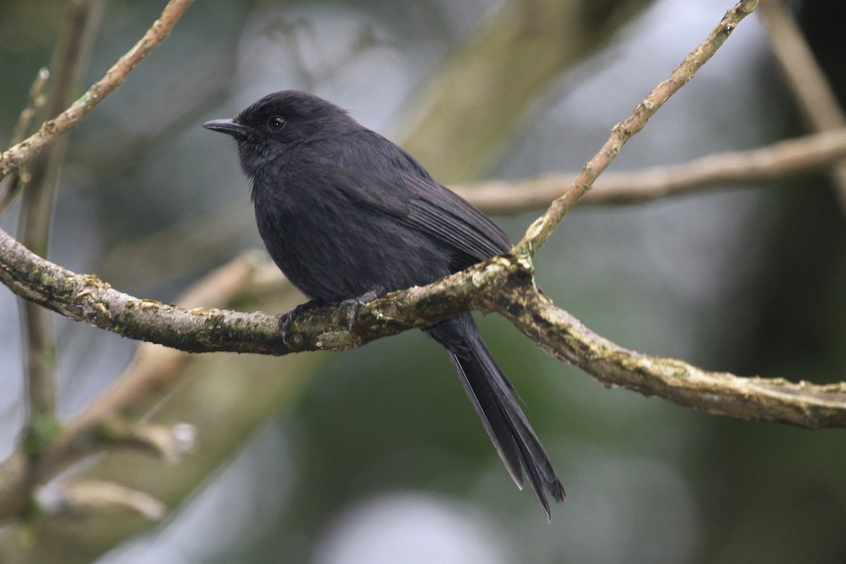 Northern Black-Flycatcher - Juan martinez