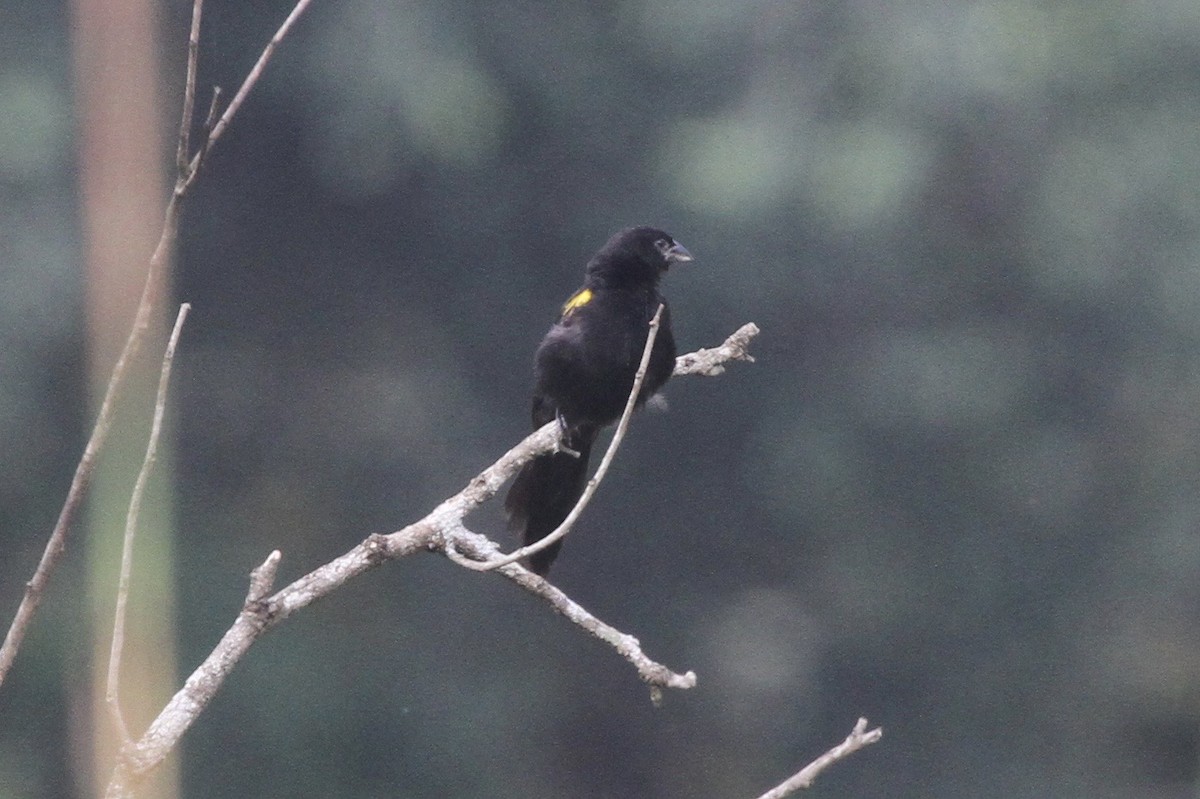 Yellow-mantled Widowbird - ML183478011