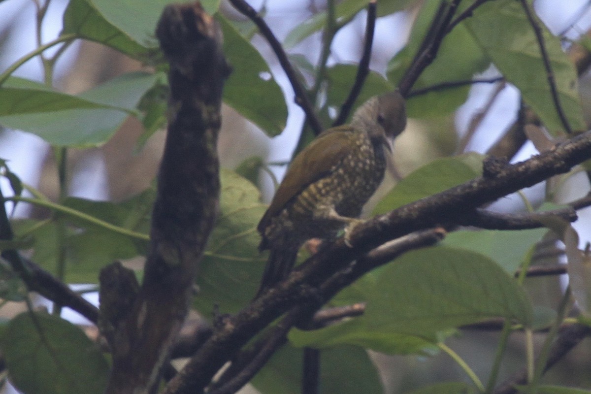 Buff-spotted Woodpecker - ML183478421